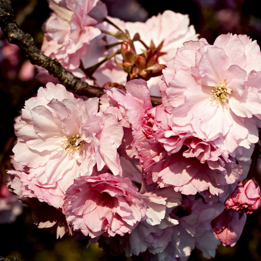 Wild Cherry Blossom