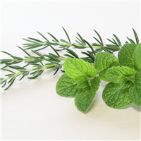 Rosemary Mint